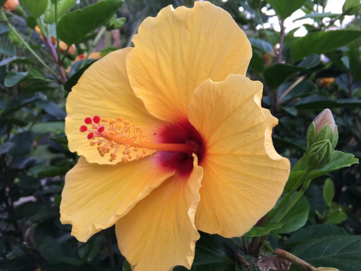 Honolulu Landing Mediteranean Style Ohana Rental / Garden Bungalow In Pahoa מראה חיצוני תמונה