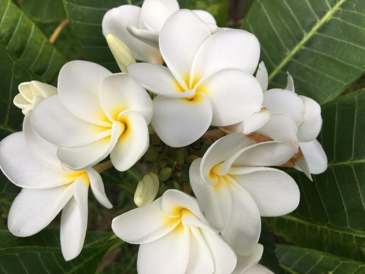 Honolulu Landing Mediteranean Style Ohana Rental / Garden Bungalow In Pahoa מראה חיצוני תמונה